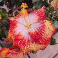 White Hot Hibiscus plants
