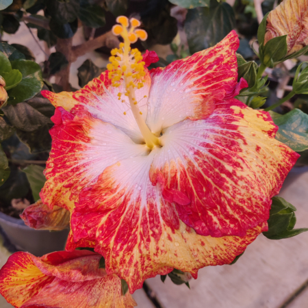White Hot Hibiscus plants