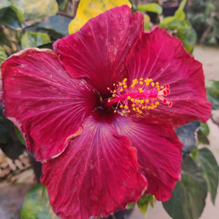 Black Dragon Hibiscus plant
