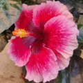 Lana's Surprise Hibiscus flower