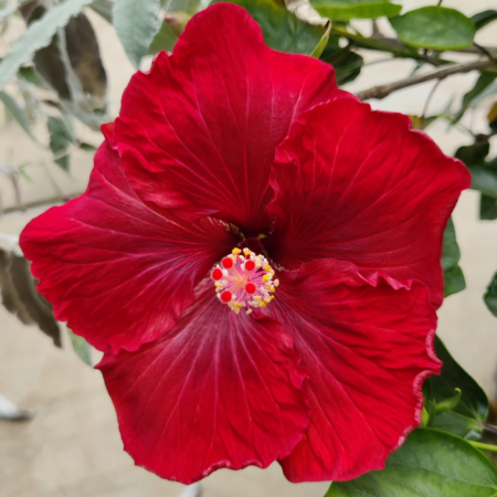 Hibiscus 'Black Dream'