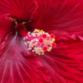 Hibiscus 'Black Dream' flower