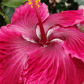 Hibiscus 'Black Dragon' flower