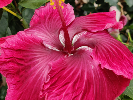 Hibiscus 'Black Dragon' flower