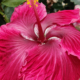 Hibiscus 'Black Dragon' flower