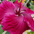 'Black Dragon Tropical Hibiscus