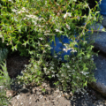 Philadelphus maculatus (formerly microphyllus var. madrensis) | Desert Mountain Mock Orange