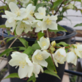Beijing Mock Orange shrub