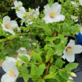 'Belle Etoile' Philadelphus hybrid
