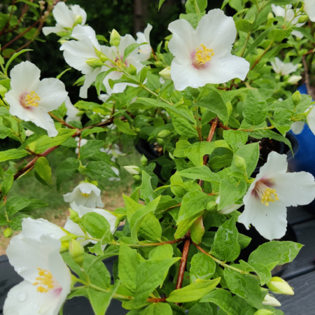 'Belle Etoile' Philadelphus hybrid