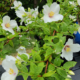 'Belle Etoile' Philadelphus hybrid