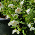Mock Orange 'Belle Etoile' flowers