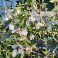 Philadelphus maculatus | Desert Mountain Mock Orange flowers