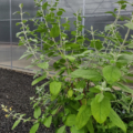 'Peter' Butterfly Bush