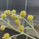 Rare 'Peter' Butterfly Bush hybrid