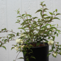 Philadelphus pikensis Beijing Mock Orange plant