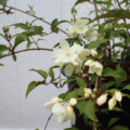 Philadelphus pikensis Beijing Mock Orange fowers