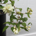 Buy Philadelphus pikensis Beijing Mock Orange plant