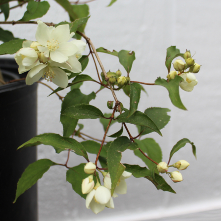 Buy Philadelphus pikensis Beijing Mock Orange plant