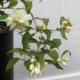 Buy Philadelphus pikensis Beijing Mock Orange plant