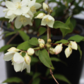 Beijing Mock Orange flower cuttings