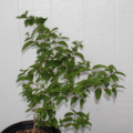 Copious Mock Orange