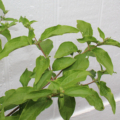 Philadelphus laxiflorus Mock Orange plant