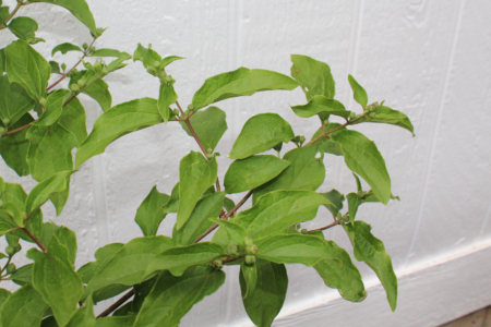 Philadelphus laxiflorus Mock Orange plant