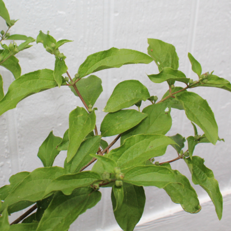 Philadelphus laxiflorus Mock Orange plant