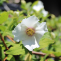 Belle Etoile Mock Orange