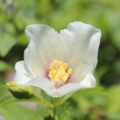 Belle Etoile Mock Orange flower