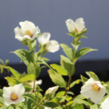 Belle Etoile Mock Orange plant