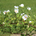 Philadelphus Belle Etoile