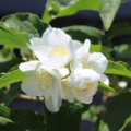 Philadelphus laxiflorus flowers
