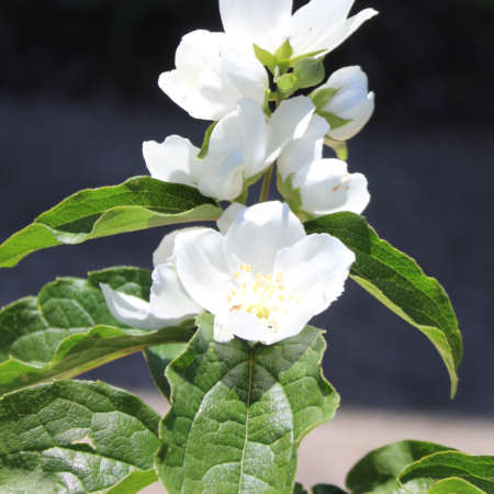 Philadelphus laxiflorus Copious Mock Orange