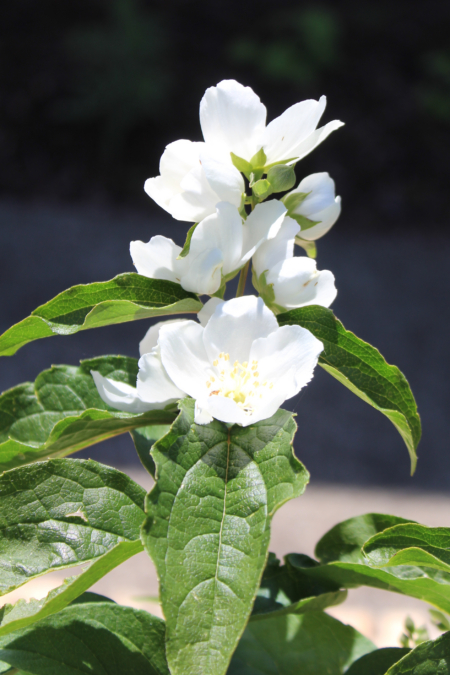 Philadelphus laxiflorus Copious Mock Orange