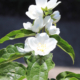 Philadelphus laxiflorus Copious Mock Orange