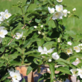 Philadelphus laxiflorus Copious Mock Orange