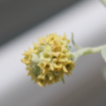 'Peter' Butterfly Bush flowers