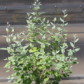 Buddleja/Buddleia hybrid (B. marrubiifolia x B. cordata) | 'Peter' Butterfly Bush shrub