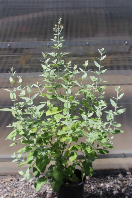 Buddleja/Buddleia hybrid (B. marrubiifolia x B. cordata) | 'Peter' Butterfly Bush shrub