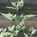 'Peter' Buddleia variety