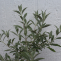 Asian Moon rooted plant