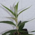 BUDDLEJA globosa Orange ball rooted plant