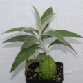 Brazilian Buddleja rooted plant