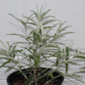 Buddleja knapii plant