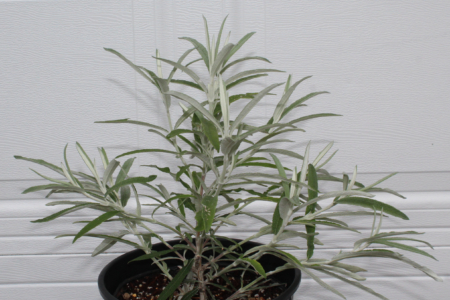 Buddleja knapii plant