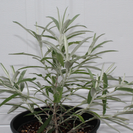 Buddleja knapii plant