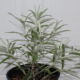 Buddleja knapii plant