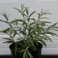 Buddleja knapii foliage